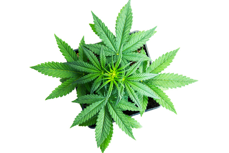 Hemp CBD vs Cannabis CBD flower
