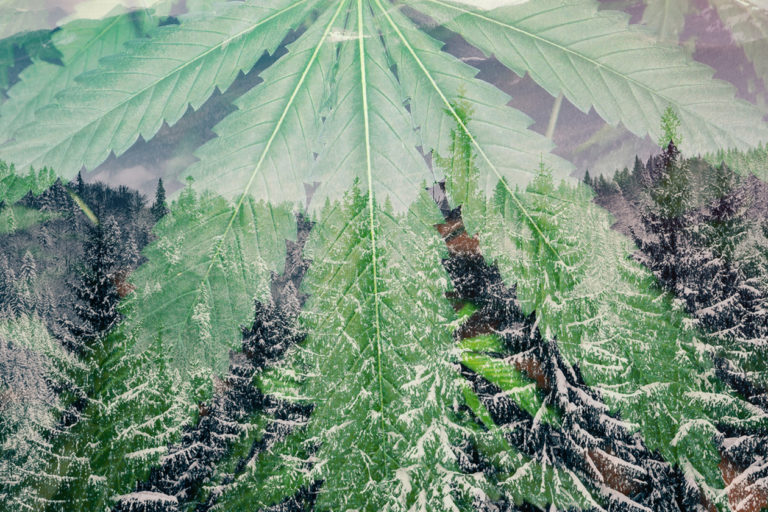 Green goddess collective what does haze mean sativa haze strains
