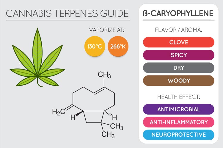 B-Caryophyllene Terpenes for Pain Relief