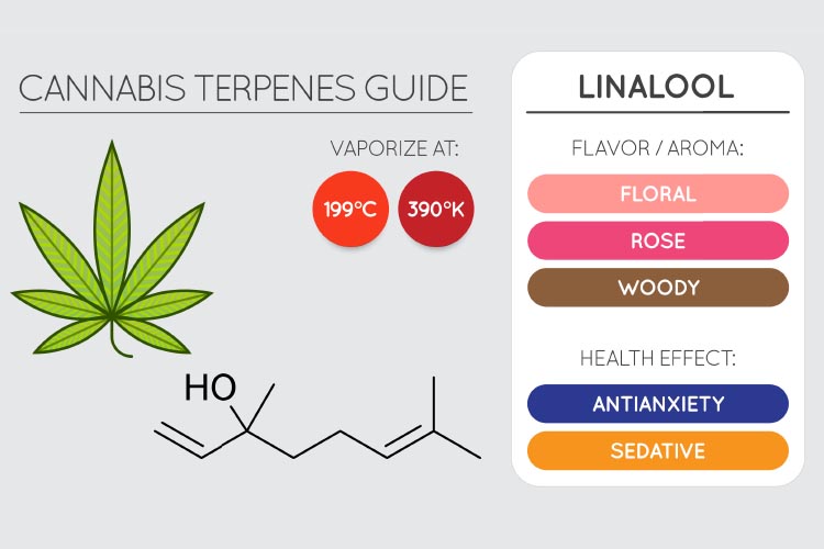 Linalool Terpenes for Pain