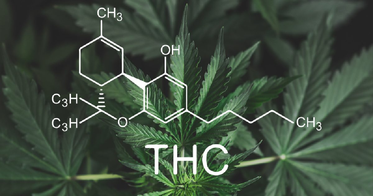 Most Potent Cannabis The Highest THC Strain Green Goddess