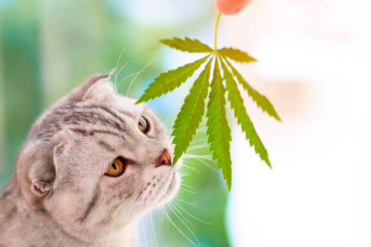 CBD Products for Pets