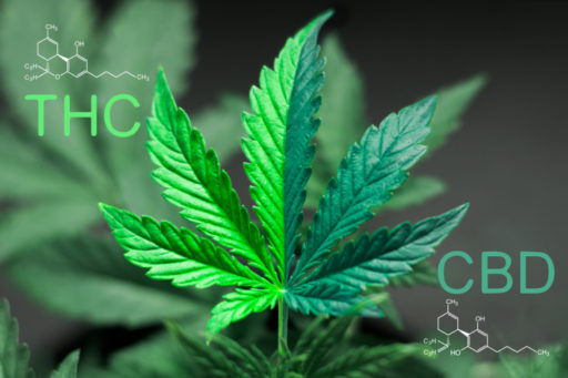 Quick Guide To CBD THC Ratio | Green Goddess Collective