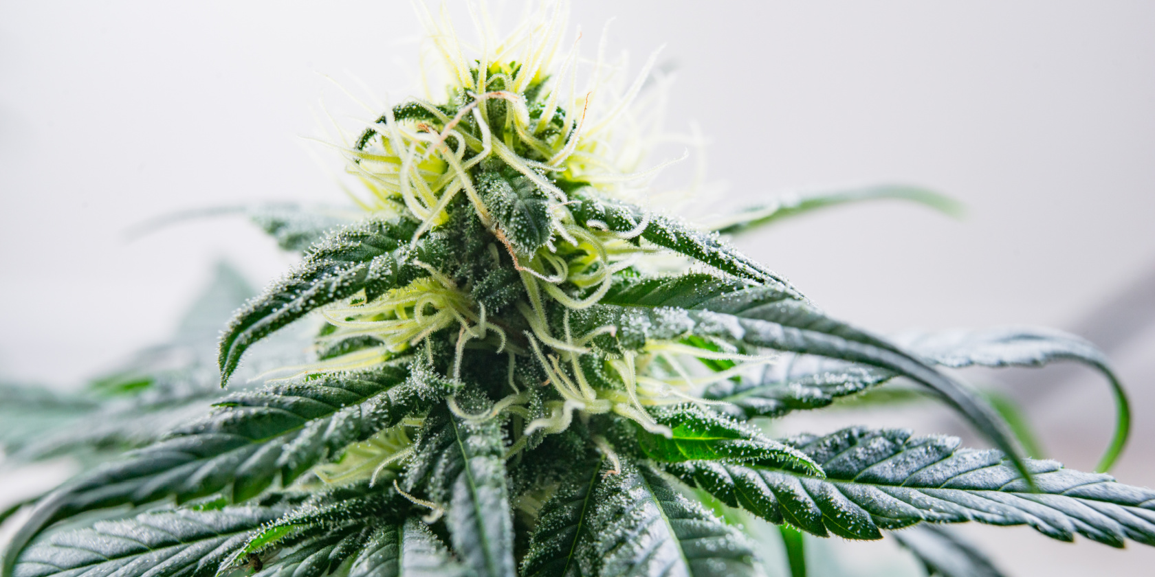 Marijuana Dispensary in Venice Beach