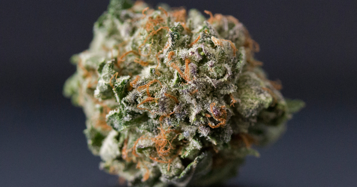 green-goddess-collective-what-does-haze-mean-sativa-haze-strains