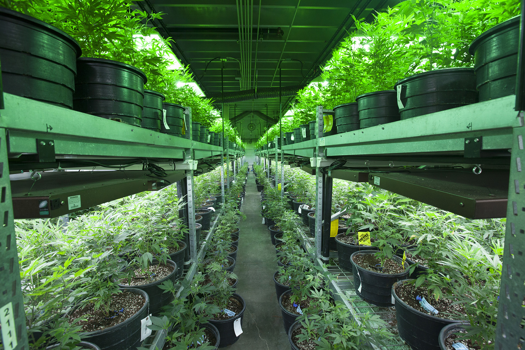 Growing Cannabis 101: The Vegetative Phase